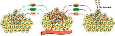 Anticancer Effect of Tanshinones on Female Breast Cancer and Gynecological Cancer